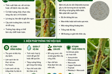 BIỆN PHÁP PHÒNG TRỪ BỆNH NỨT THÂN XÌ MỦ TRÊN CÂY DƯA LƯỚI