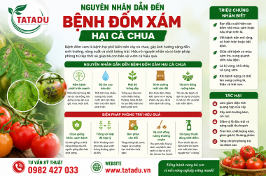 NGUYÊN NHÂN DẪN ĐẾN BỆNH ĐỐM XÁM HẠI CÀ CHUA