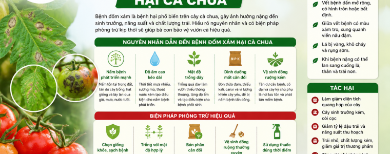 NGUYÊN NHÂN DẪN ĐẾN BỆNH ĐỐM XÁM HẠI CÀ CHUA