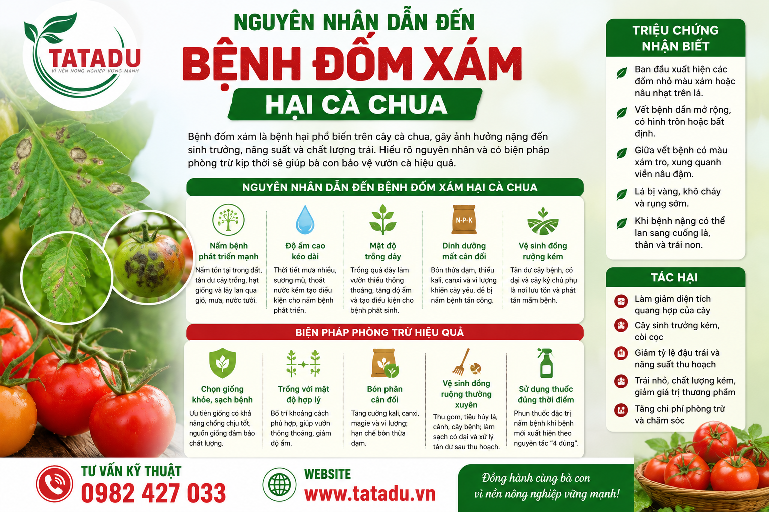 NGUYÊN NHÂN DẪN ĐẾN BỆNH ĐỐM XÁM HẠI CÀ CHUA