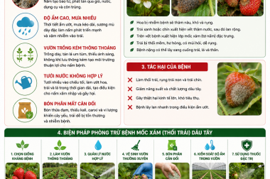 NGUYÊN NHÂN VÀ PHÒNG TRỪ BỆNH MỐC XÁM (THỐI TRÁI) DÂU TÂY