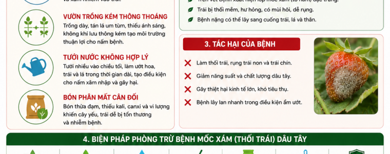 NGUYÊN NHÂN VÀ PHÒNG TRỪ BỆNH MỐC XÁM (THỐI TRÁI) DÂU TÂY