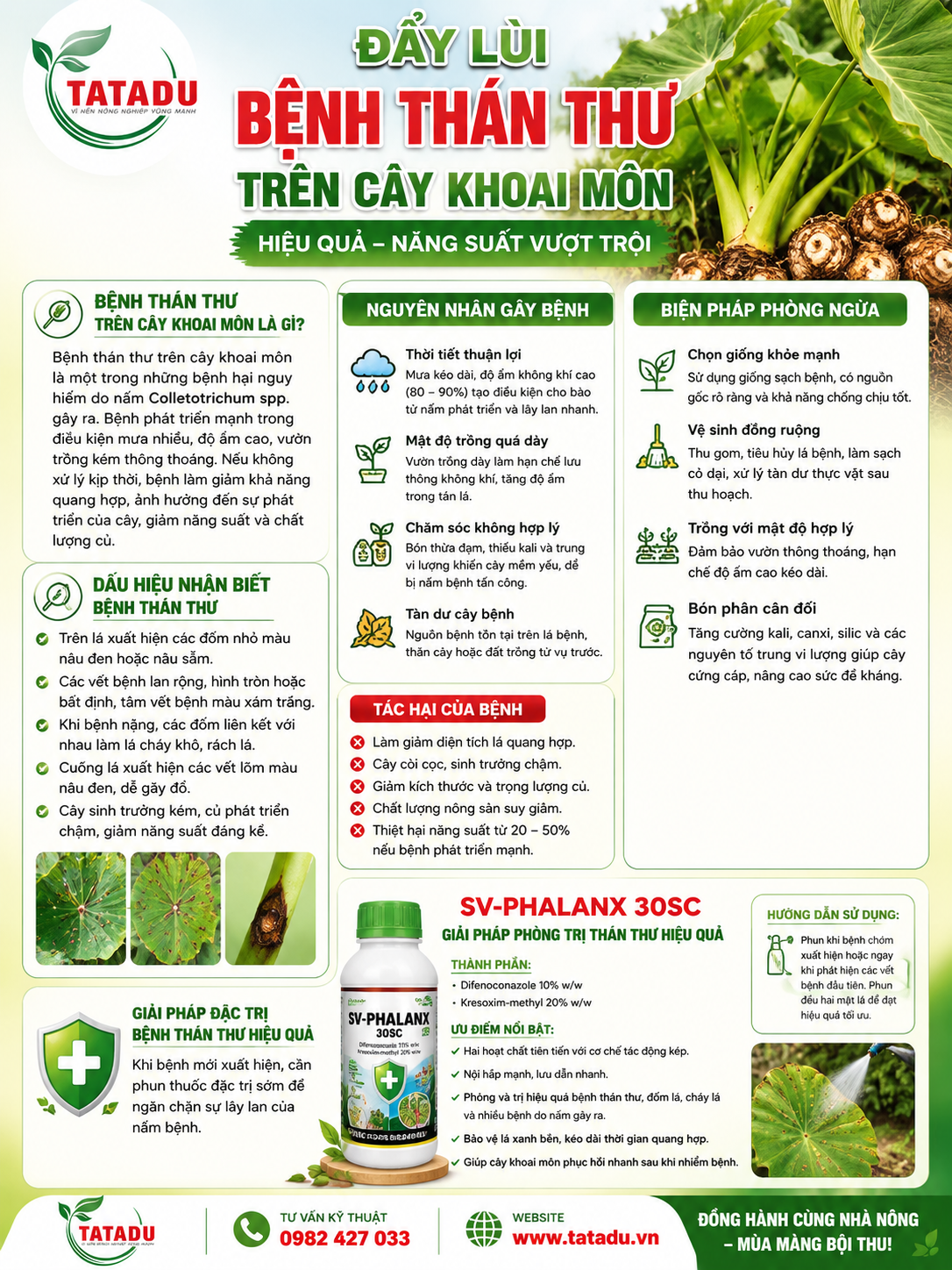 BỆNH THÁN THƯ TRÊN CÂY KHOAI MÔN