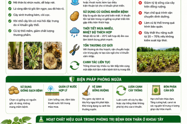 NGUYÊN NHÂN VÀ BIỆN PHÁP TRỊ BỆNH ĐEN THÂN Ở KHOAI TÂY
