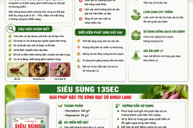 XỬ LÝ SÙNG ĐỤC CỦ Ở TRÊN KHOAI LANG