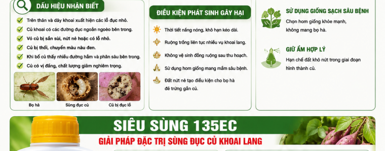 XỬ LÝ SÙNG ĐỤC CỦ Ở TRÊN KHOAI LANG