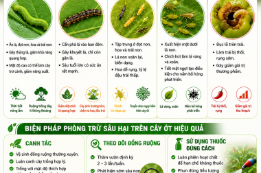 SÂU HẠI TRÊN CÂY ỚT VÀ THUỐC ĐẶC TRỊ
