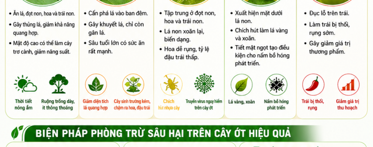 SÂU HẠI TRÊN CÂY ỚT VÀ THUỐC ĐẶC TRỊ