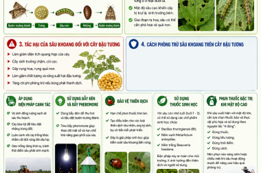 CÁCH TRỊ SÂU KHOANG TRÊN CÂY ĐẬU TƯƠNG