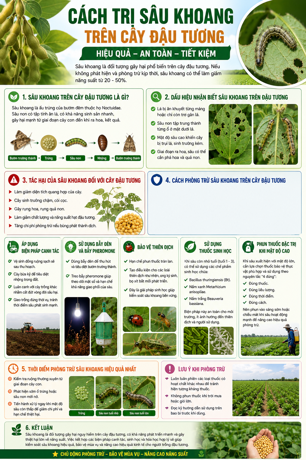 CÁCH TRỊ SÂU KHOANG TRÊN CÂY ĐẬU TƯƠNG