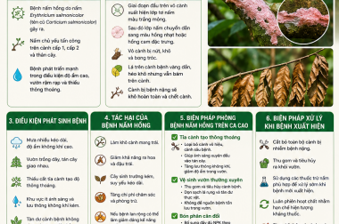 ĐẨY LÙI BỆNH NẤM HỒNG TRÊN CÂY CA CAO