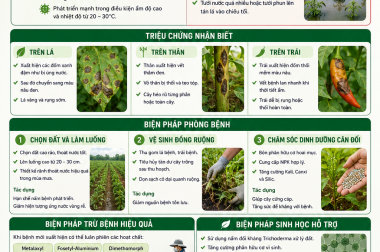 NGUYÊN NHÂN VÀ BIỆN PHÁP TRỪ BỆNH SƯƠNG MAI TRÊN CÂY ỚT
