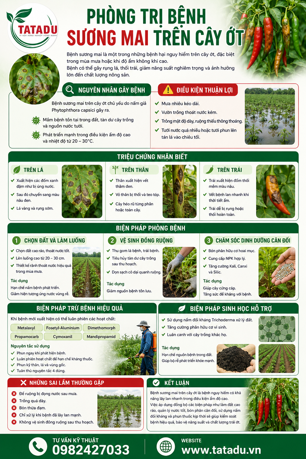 NGUYÊN NHÂN VÀ BIỆN PHÁP TRỪ BỆNH SƯƠNG MAI TRÊN CÂY ỚT