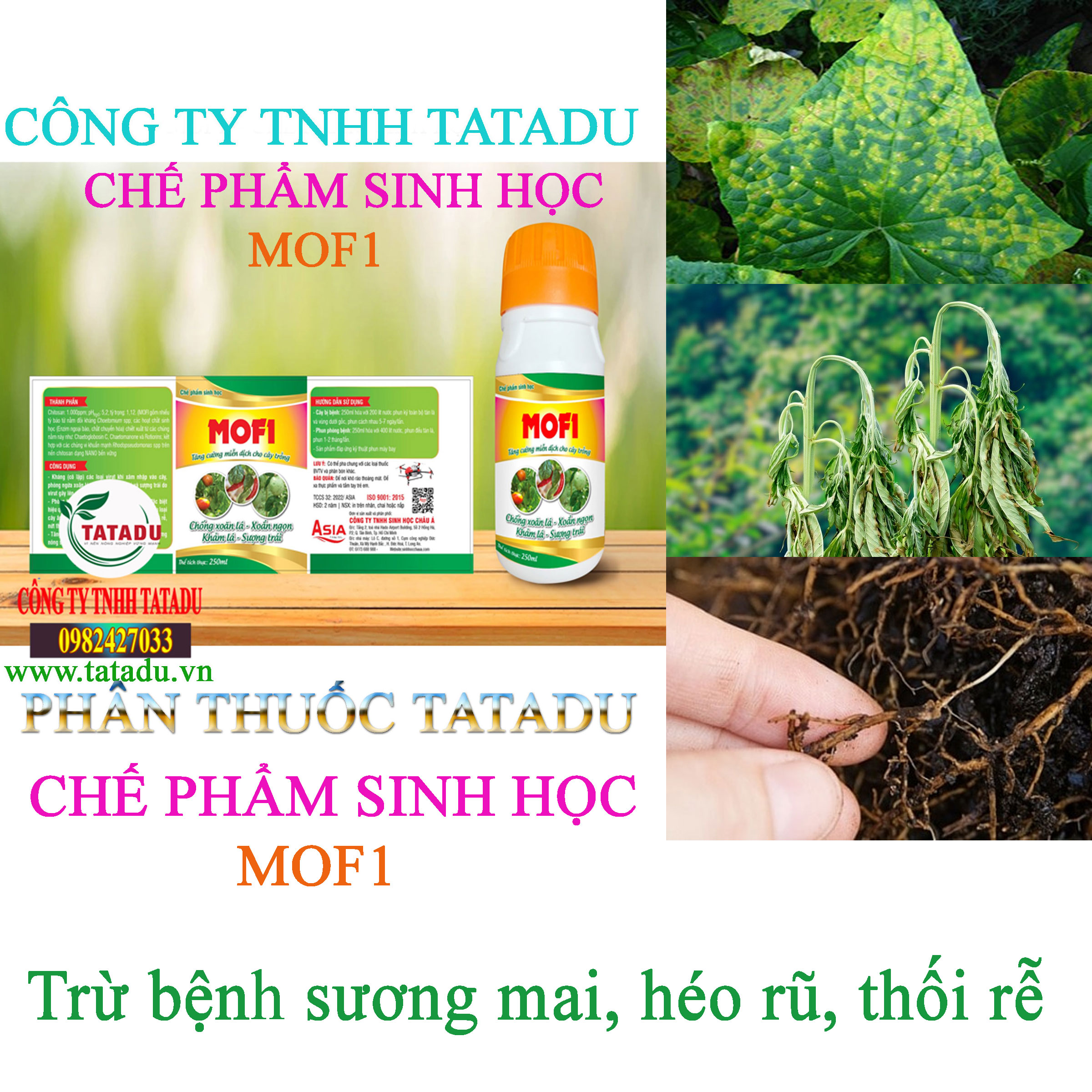 MOF1 suong mai MOF1 suong mai