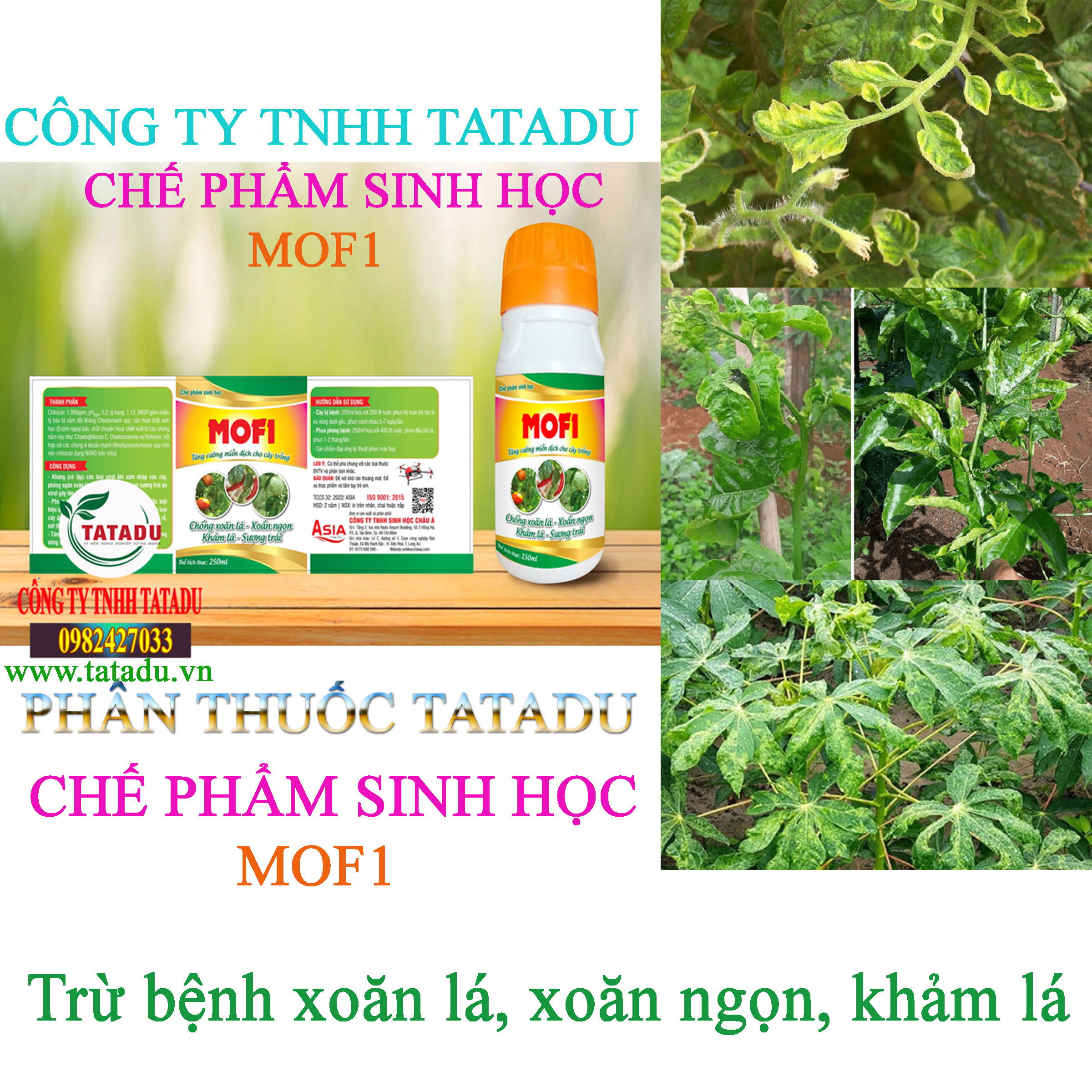 MOF1 tru benh xoan la MOF1 tru benh xoan la