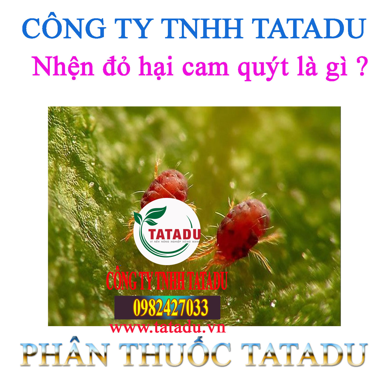 Nhen do hai cam quyt la gi