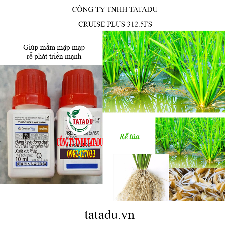 cruise tatadu