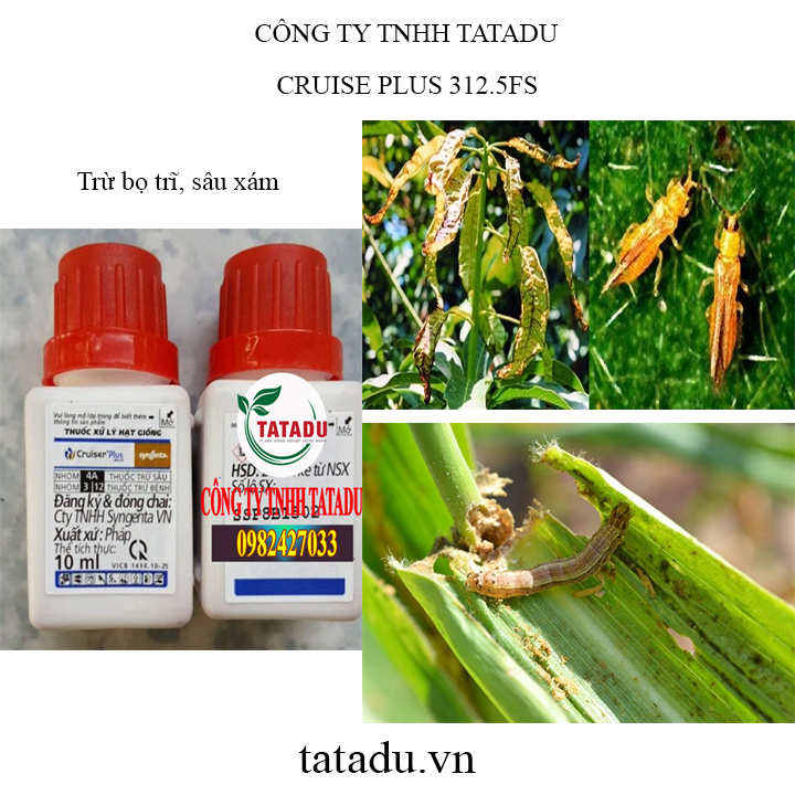 cruise tatadu1