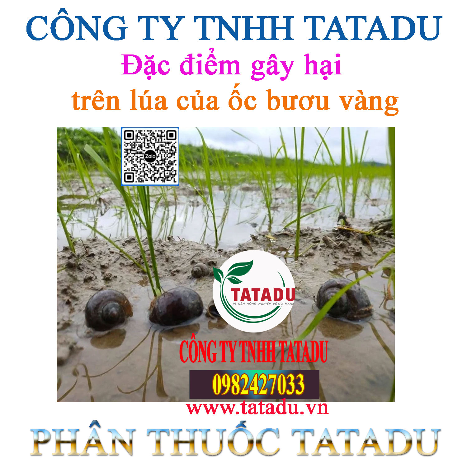 Dac diem gay hai tren lua cua oc buou vang