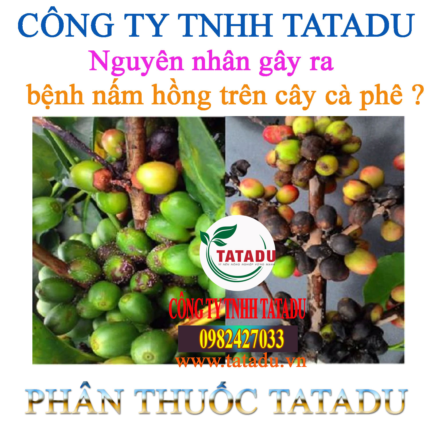 Nguyen nhan gay ra benh nam hong tren cay ca phe