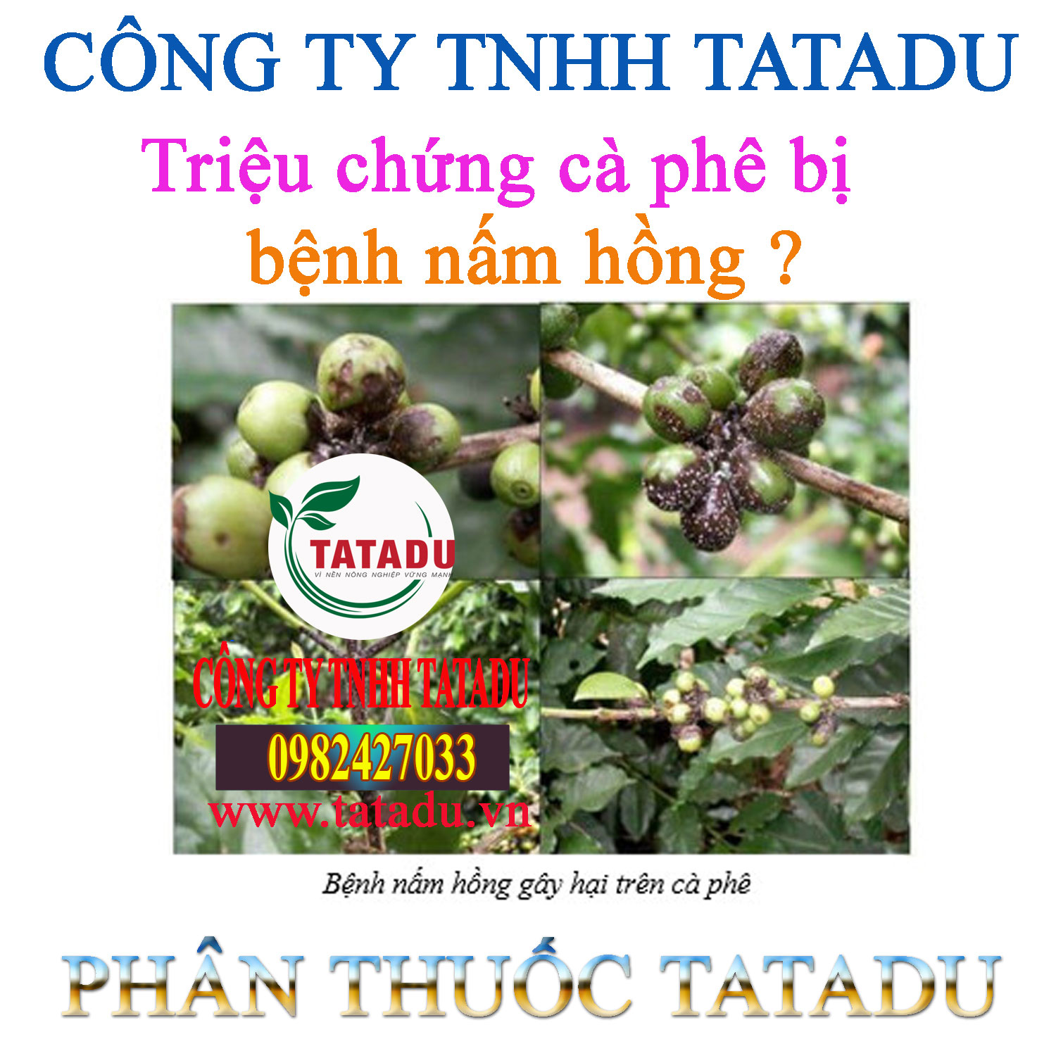 Trieu chung ca phe bi benh nam hong