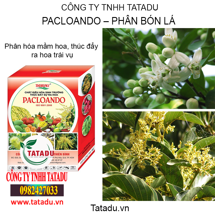 ac tatadu 2