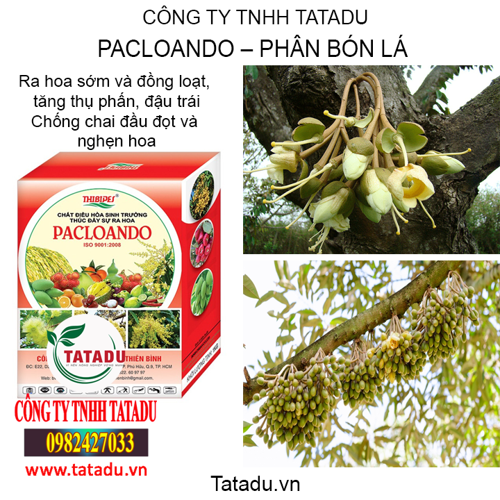ac tatadu1 2