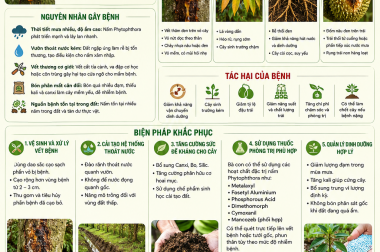 BỆNH NỨT THÂN XÌ MỦ TRÊN CÂY SẦU RIÊNG VÀ BIỆN PHÁP KHẮC PHỤC – CÔNG TY TNHH TATADU