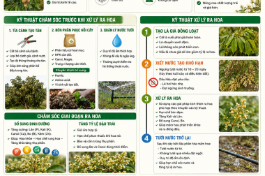 KỸ THUẬT CHĂM SÓC VÀ XỬ LÝ RA HOA TRÊN CÂY NHÃN XUỒNG CƠM VÀNG – CÔNG TY TNHH TATADU