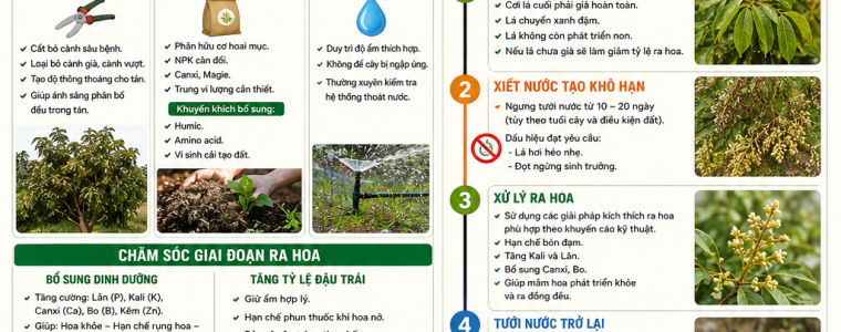 KỸ THUẬT CHĂM SÓC VÀ XỬ LÝ RA HOA TRÊN CÂY NHÃN XUỒNG CƠM VÀNG