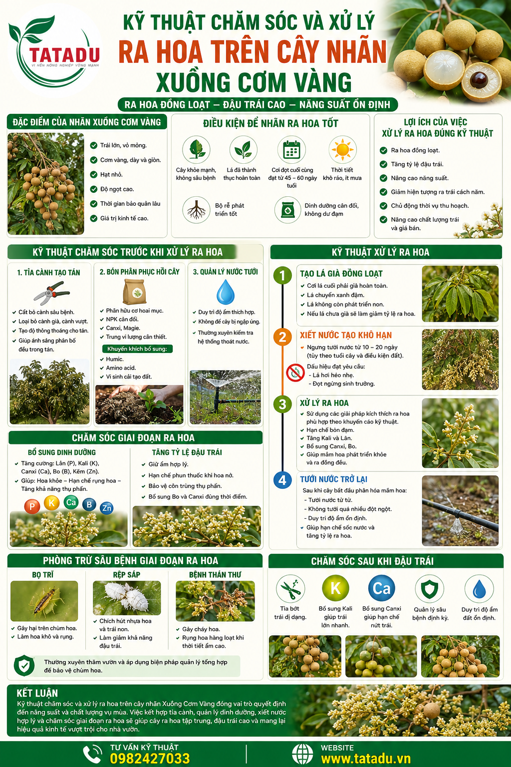 KỸ THUẬT CHĂM SÓC VÀ XỬ LÝ RA HOA TRÊN CÂY NHÃN XUỒNG CƠM VÀNG