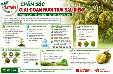 CHĂM SÓC GIAI ĐOẠN NUÔI TRÁI SẦU RIÊNG – CÔNG TY TNHH TATADU