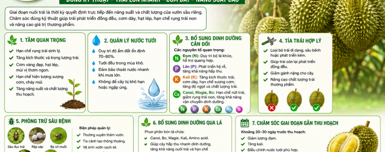CHĂM SÓC GIAI ĐOẠN NUÔI TRÁI SẦU RIÊNG