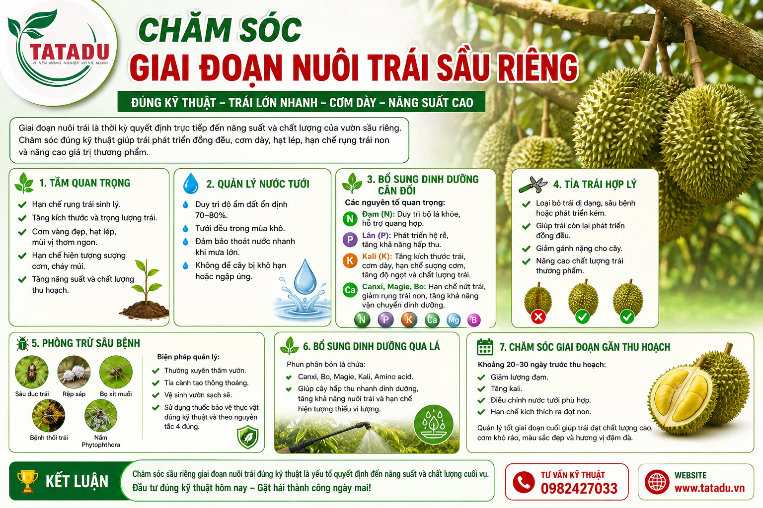 CHĂM SÓC GIAI ĐOẠN NUÔI TRÁI SẦU RIÊNG