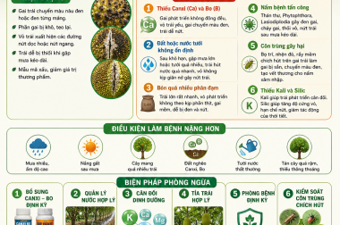 TẠI SAO KHI TRÁI NHỎ MÍT TRÁI XANH ĐẸP NHƯNG LỚN LÊN LẠI CÓ HIỆN TƯỢNG ĐEN GAI TRÁI, NỨT TRÁI? CÔNG TY TNHH TATADU