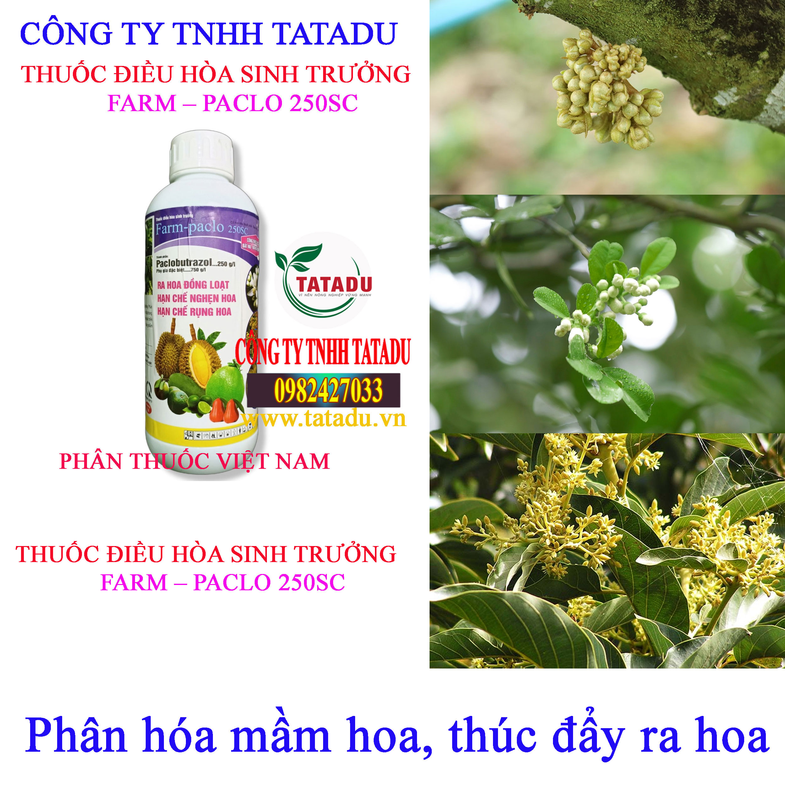 FARM – PACLO 250SC MAM HOA FARM – PACLO 250SC MAM HOA