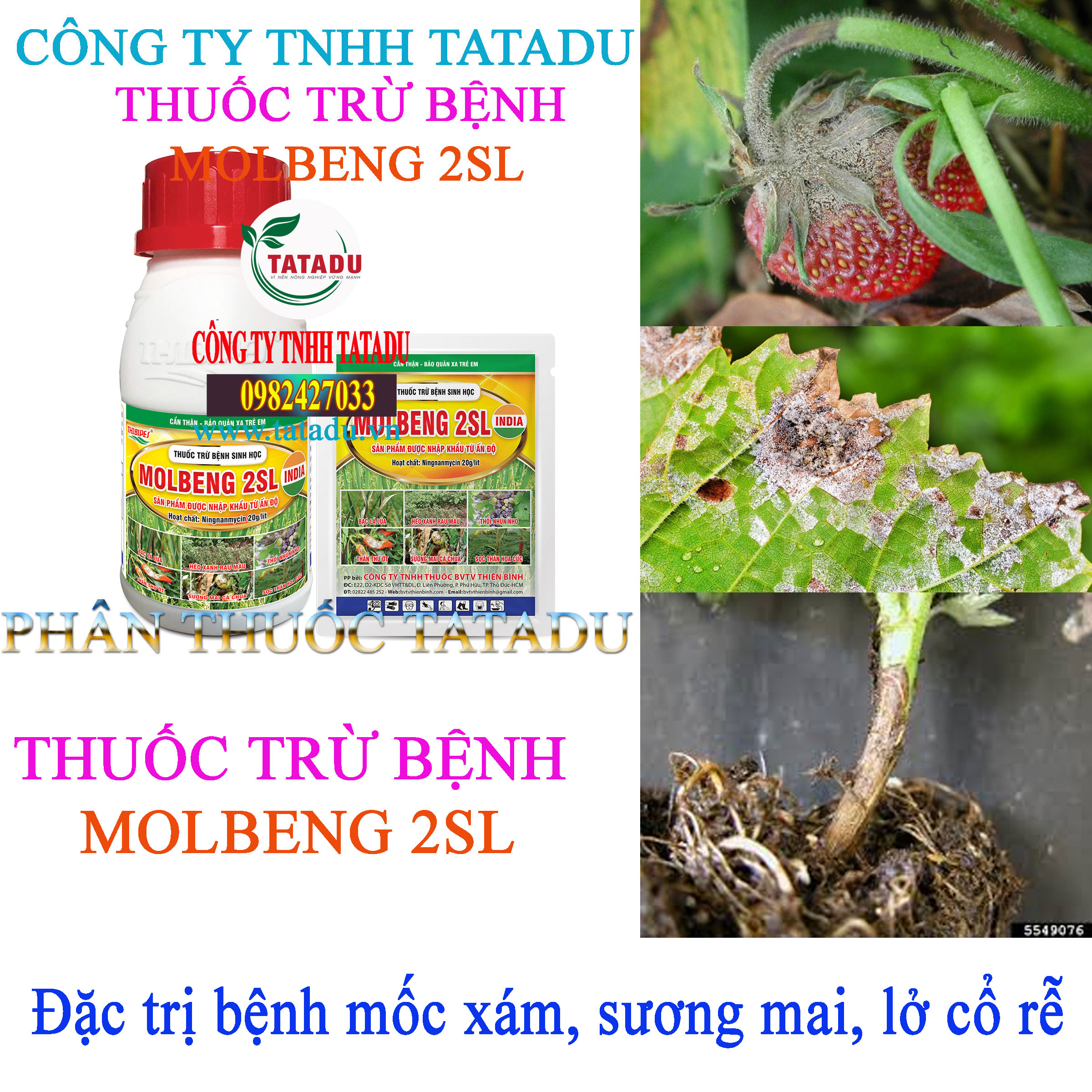 MOLBENG 2SL benh moc xam MOLBENG 2SL benh moc xam