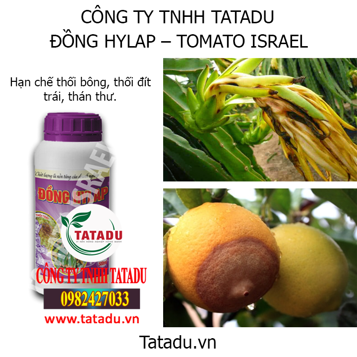dong hinh1