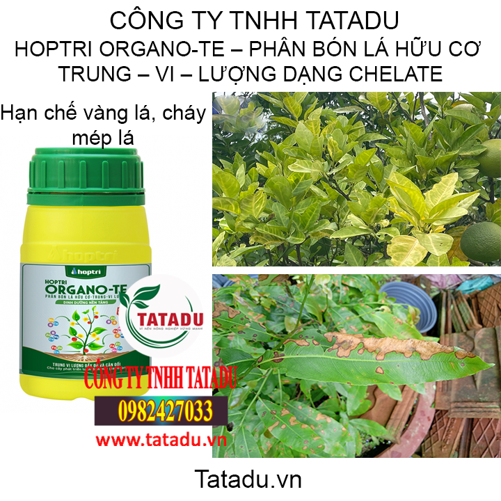 hop tatadu1