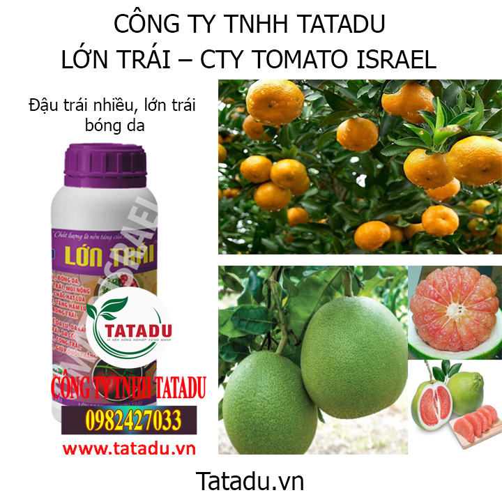 lon trai hinh