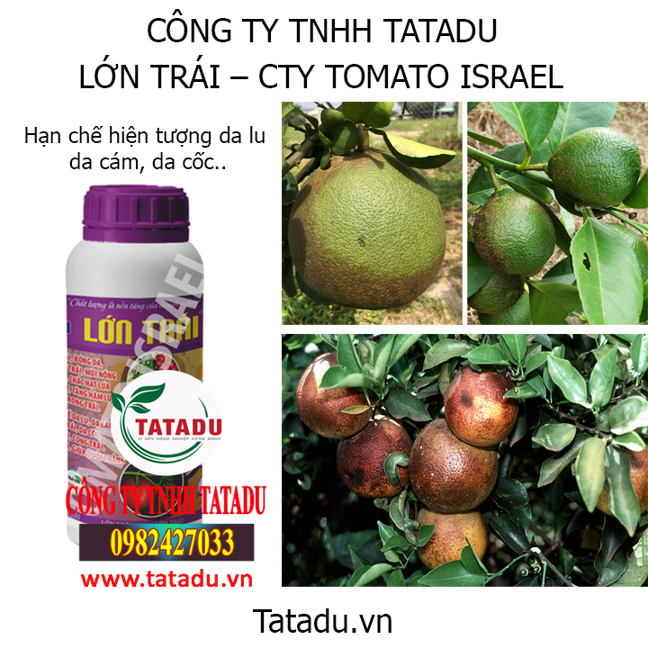lon trai hinh1