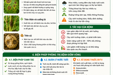 BỆNH ĐỐM VÒNG TRÊN CÂY KHOAI TÂY VÀ BIỆN PHÁP PHÒNG TRỊ –  CÔNG TY TNHH TATADU