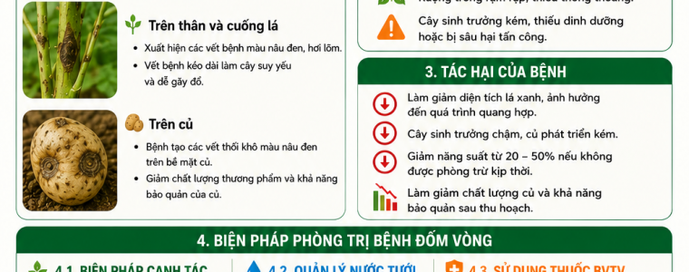 BỆNH ĐỐM VÒNG TRÊN CÂY KHOAI TÂY VÀ BIỆN PHÁP PHÒNG TRỊ