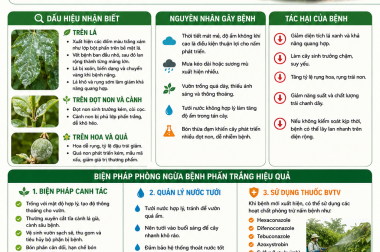 BỆNH PHẤN TRẮNG TRÊN CÂY CHANH DÂY VÀ BIỆN PHÁP PHÒNG NGỪA – CÔNG TY TNHH TATADU