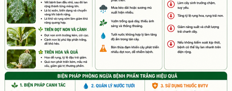 BỆNH PHẤN TRẮNG TRÊN CÂY CHANH DÂY VÀ BIỆN PHÁP PHÒNG NGỪA