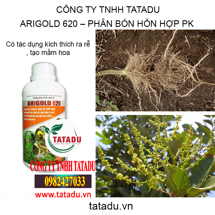 ari tatadu1