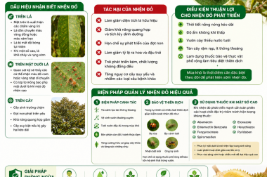 QUẢN LÝ NHỆN ĐỎ GÂY HẠI TRÊN CÂY SẦU RIÊNG – CÔNG TY TNHH TATADU