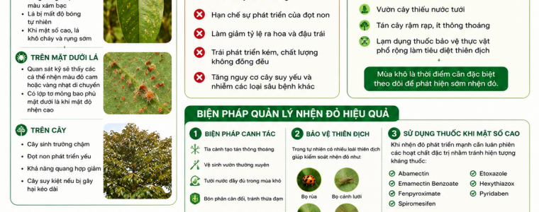 QUẢN LÝ NHỆN ĐỎ GÂY HẠI TRÊN CÂY SẦU RIÊNG