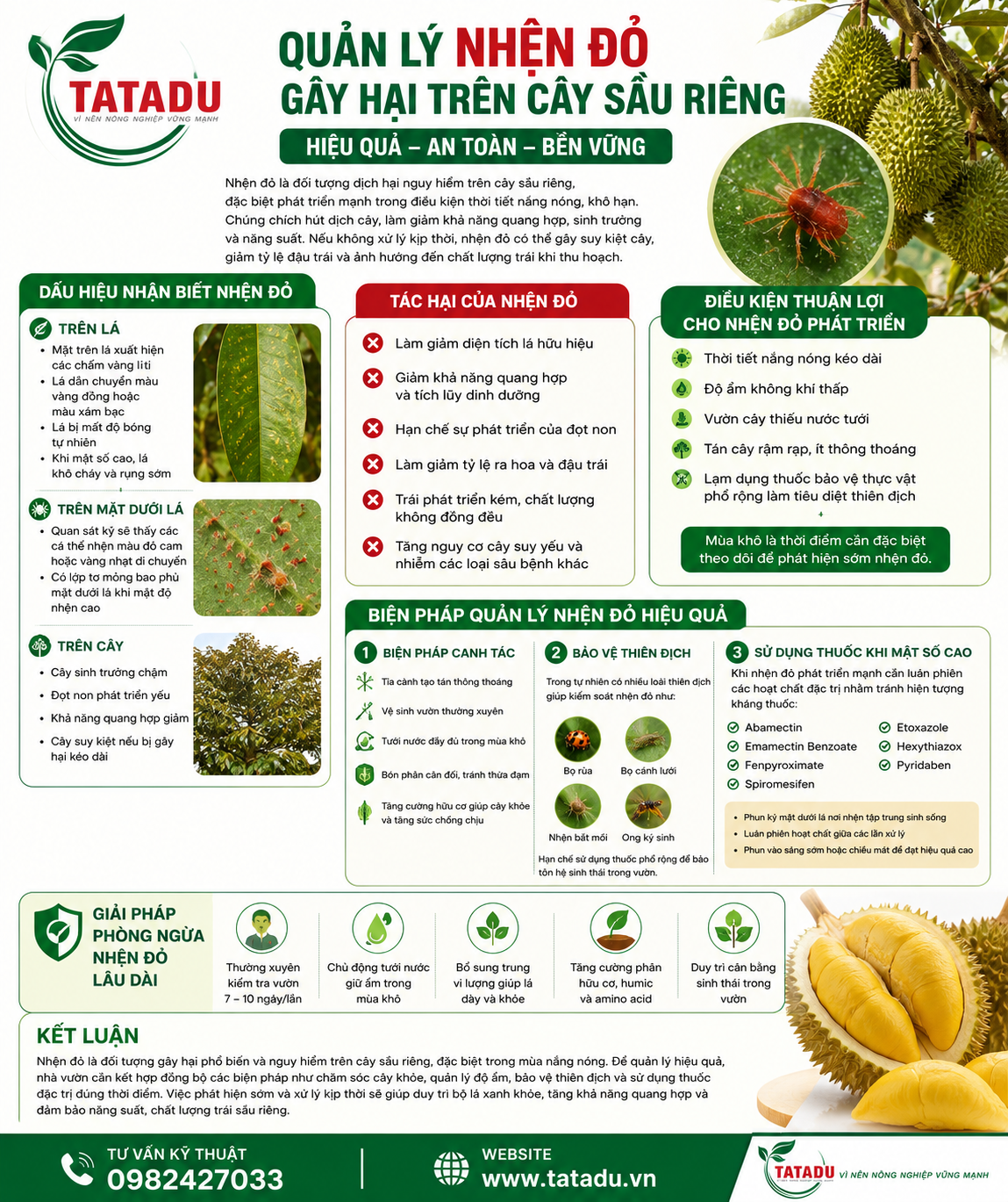 QUẢN LÝ NHỆN ĐỎ GÂY HẠI TRÊN CÂY SẦU RIÊNG 