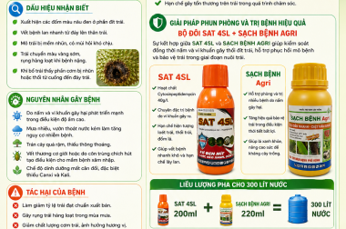 BỆNH THỐI ĐÍT TRÁI SẦU RIÊNG VÀ BIỆN PHÁP PHÒNG TRỊ – CÔNG TY TNHH TATADU